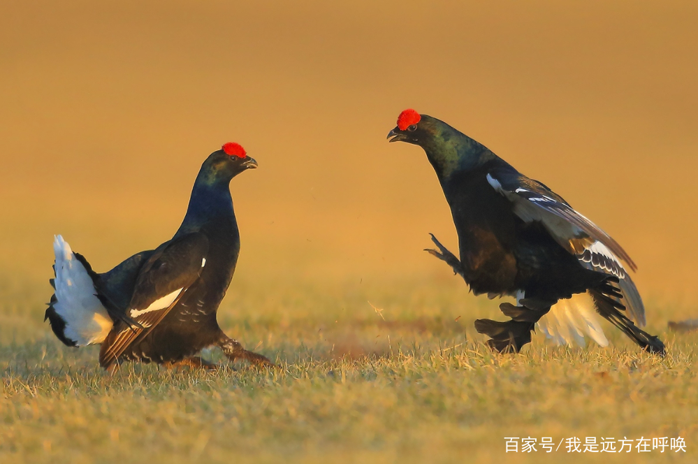 十大外围足球平台app