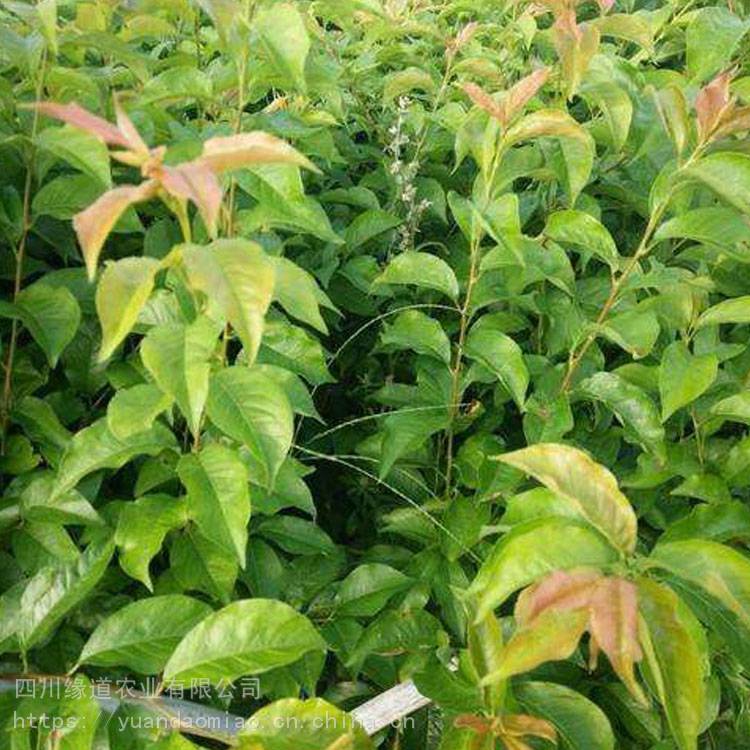 十大外围足球大平台