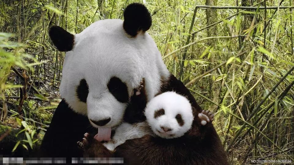 十大外围足球大平台