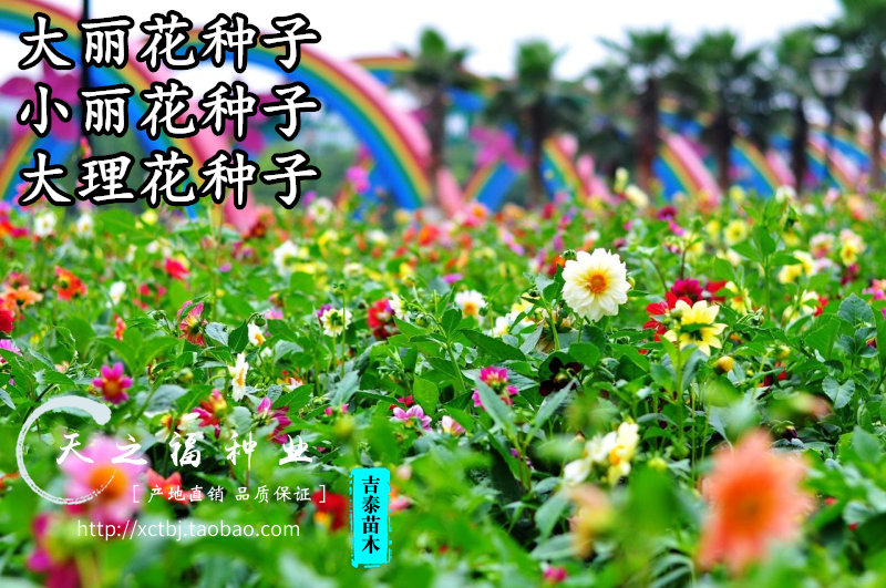 十大外围足球平台app手机版