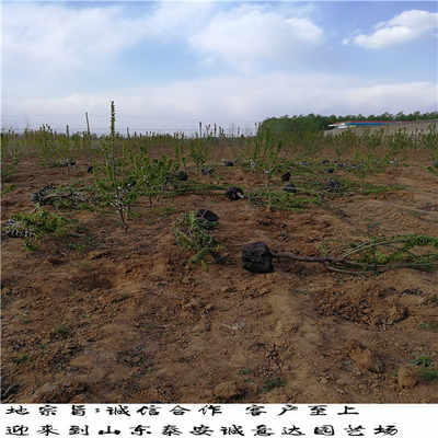 十大外围足球平台app手机版