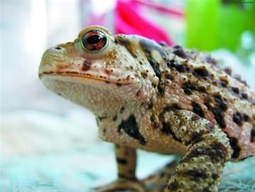 十大外围足球平台app