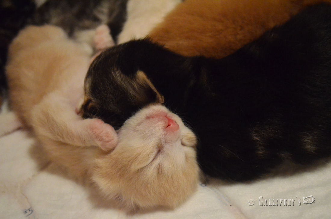 十大外围足球平台app手机版