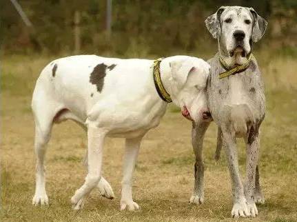 十大外围足球平台app手机版